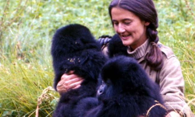 GIORNALmente – 16 gennaio: Dian Fossey