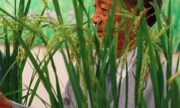 Morto Yuan Longping, “il padre del riso ibrido”. Aveva 91 anni