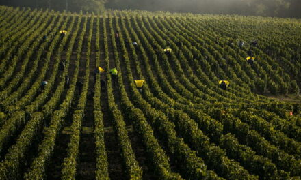Codive, il cambiamento climatico minaccia la produzione vitivinicola veronese