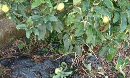 Codive, maltempo: la grandine danneggia mais, tabacco e frutta