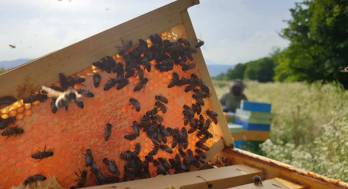 La Giornata Mondiale delle Api in un’annata difficile per il miele