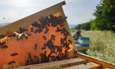 La Giornata Mondiale delle Api in un’annata difficile per il miele
