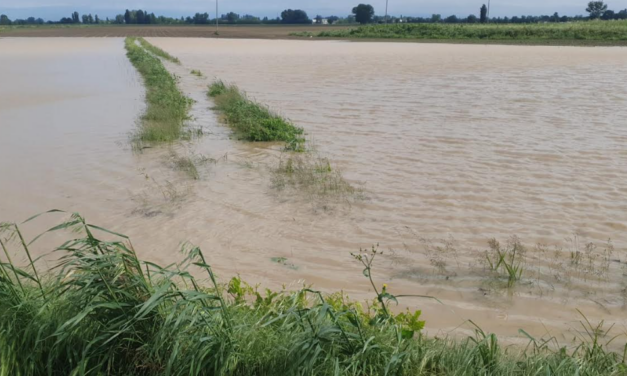 Codive: gravi danni da maltempo per l’agricoltura veronese