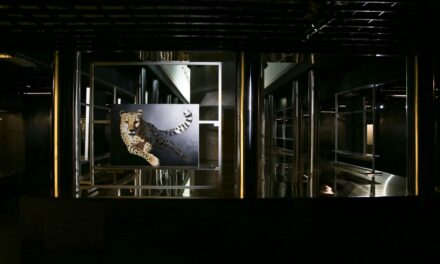 Wild by Design: il giovane artista Marco Grasso in mostra a Milano fino al 13 aprile