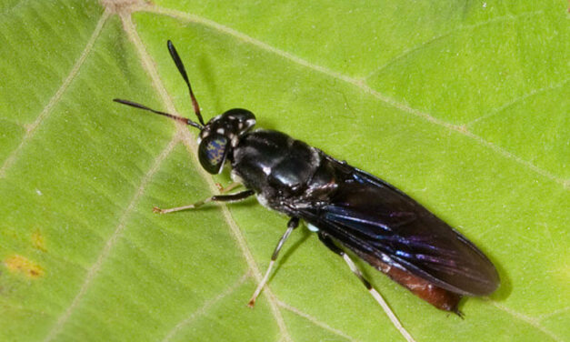 Next Generation – C’è mosca e mosca!