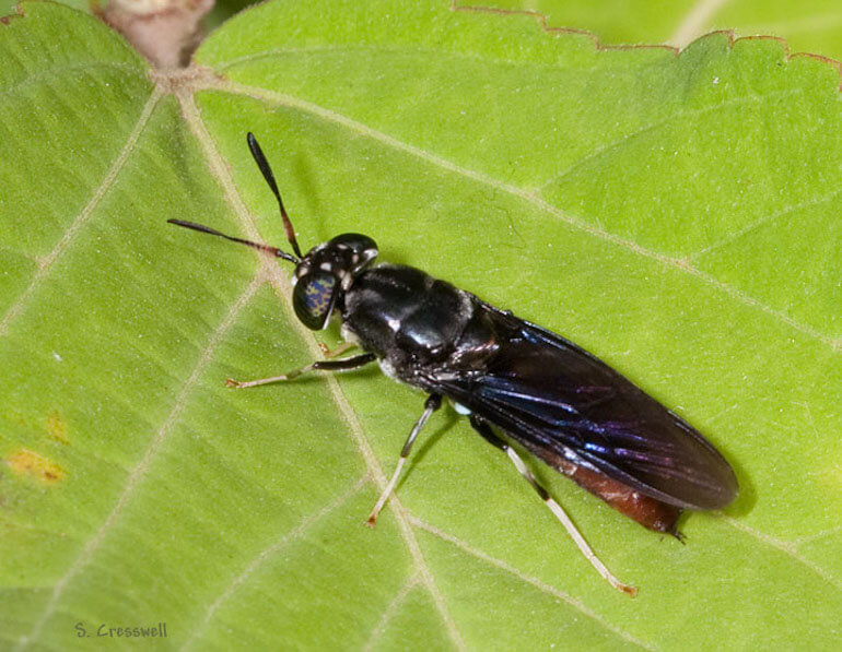 Next Generation – C’è mosca e mosca!