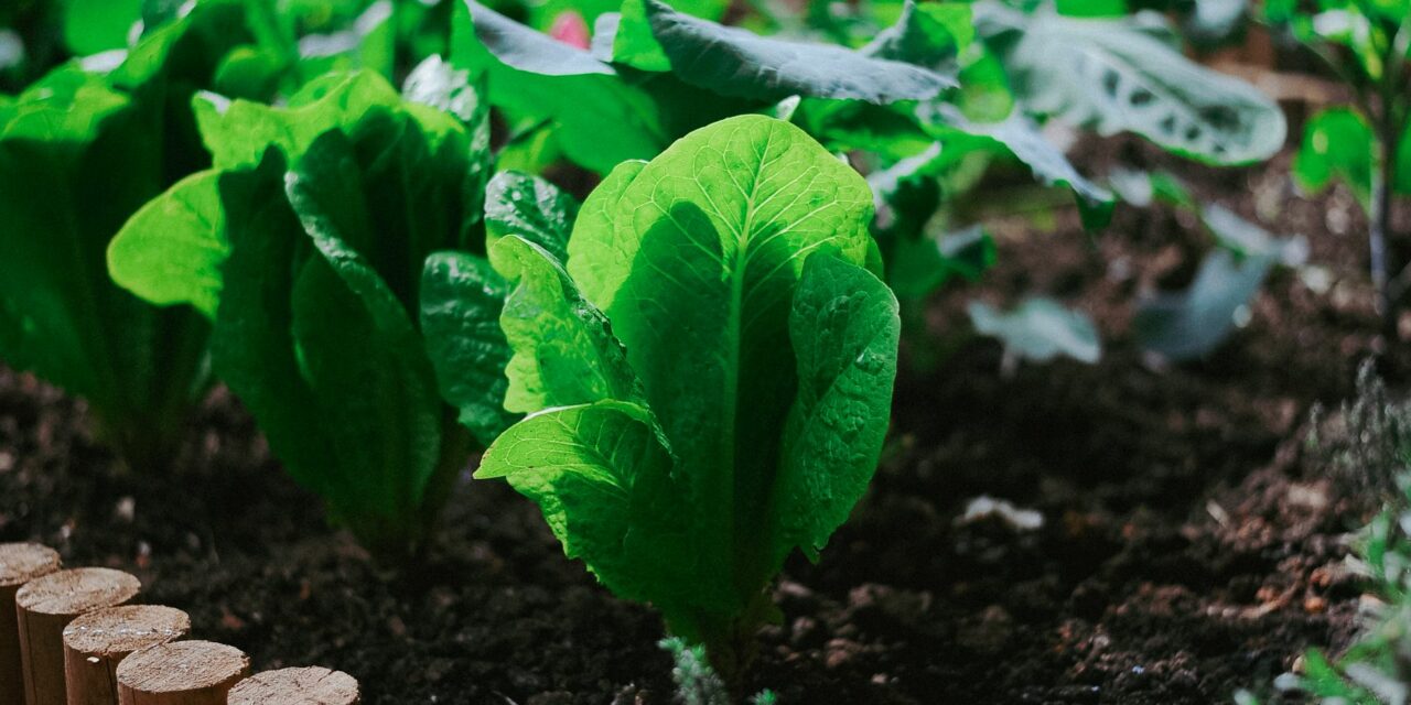 “Ortobello”: quando l’agricoltura produce molto più del raccolto