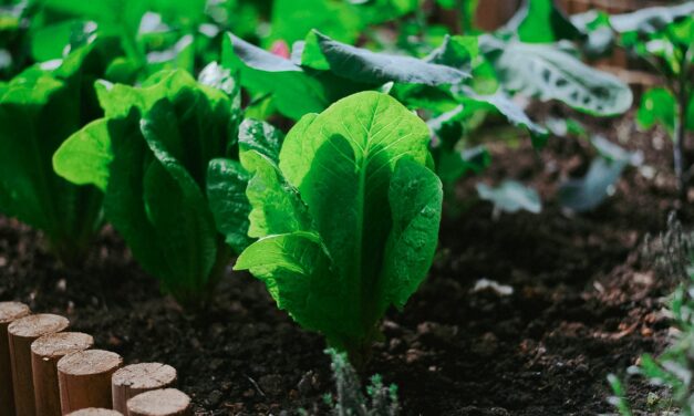 “Ortobello”: quando l’agricoltura produce molto più del raccolto